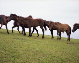 La Compagnie des Animaux